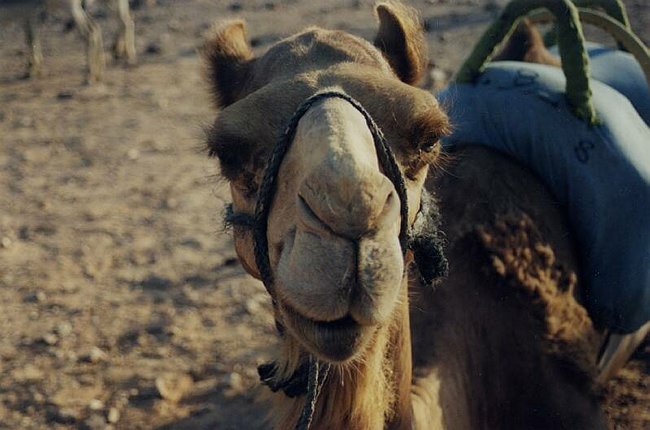 'Stud' the Camel